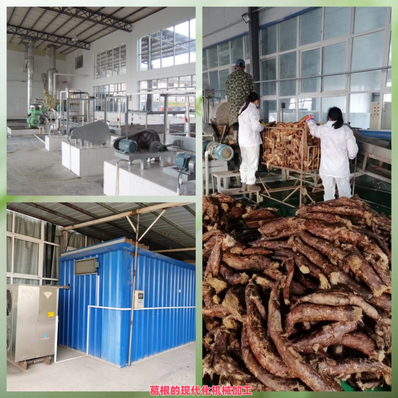 1743745615506167.jpg 葛根的現(xiàn)代化機械加工.jpg