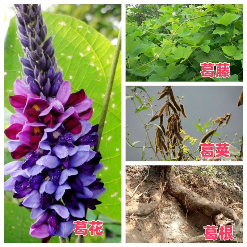 1765352074472322.jpg 葛的起源_副本.jpg