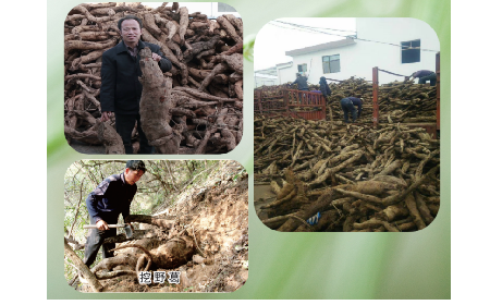 一勺野生葛根粉里的「古今對(duì)話」,從古籍記載到現(xiàn)代餐桌的清涼傳承