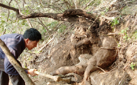 深山藏珍，二月風(fēng)正在大量收購(gòu)寒冬野生葛根