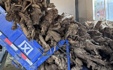 霜降采葛正當(dāng)時(shí)！二月風(fēng)大量收購(gòu)霜降葛根，以匠心護(hù)品質(zhì)、以產(chǎn)業(yè)助增收